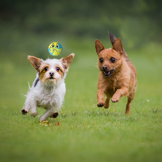 Juego de 6 juguetes para mascotas